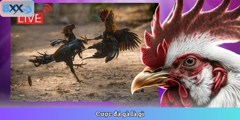 Cược đá gà là gì