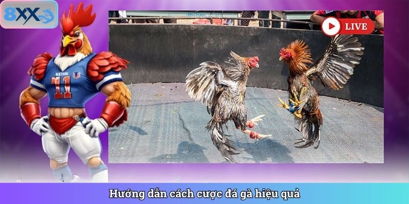 Hướng dẫn cách cược đá gà hiệu quả