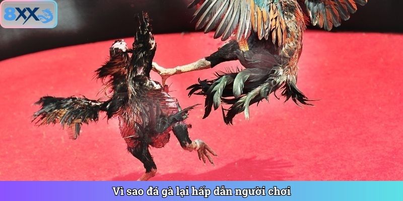 Đá gà có gì mà hấp dẫn người chơi