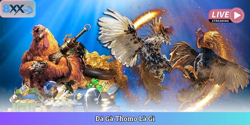 Đá Gà Thomo Là Gì