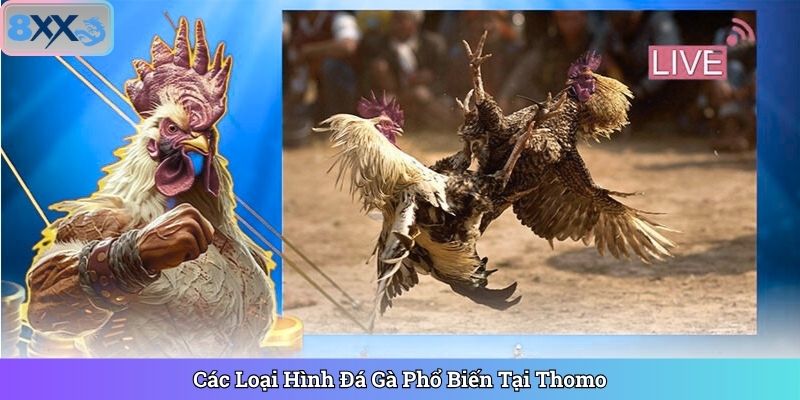 Các Loại Hình Đá Gà Phổ Biến Tại Thomo